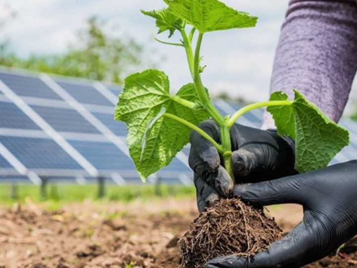 Dia Mundial do Meio Ambiente e a importância da energia solar