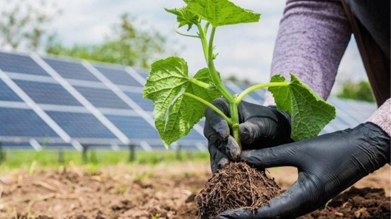 Dia Mundial do Meio Ambiente e a importância da energia solar Dia Mundial do Meio Ambiente e a importância da energia solar