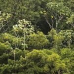 Detalhe do ecossistema da floresta Amazônica que está em vários estados do Norte/Arquivo