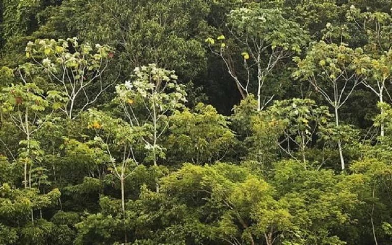 Detalhe do ecossistema da floresta Amazônica que está em vários estados do Norte/Arquivo
