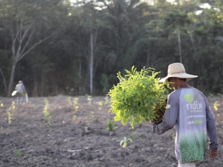 Radix aplica expertise em recuperação da Amazônia para ingressar no mercado de carbono