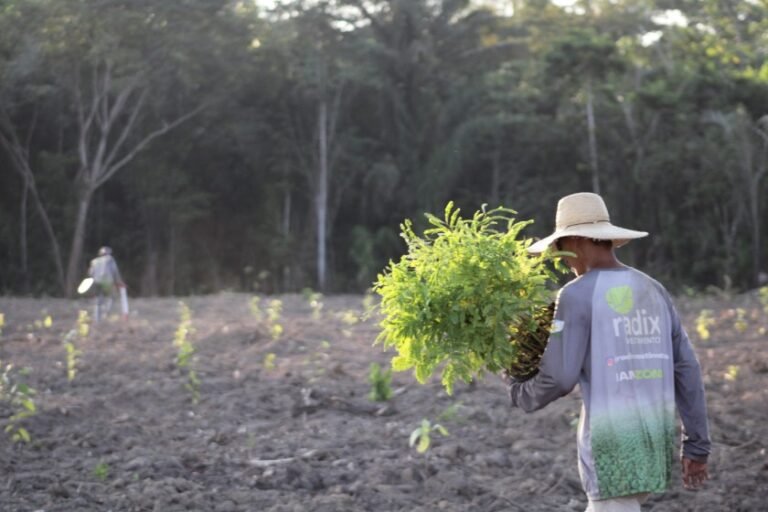 Radix aplica expertise em recuperação da Amazônia para ingressar no mercado de carbono