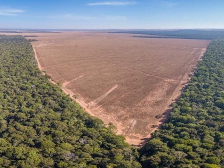 Incêndios foram piores que desmatamento na Amazônia