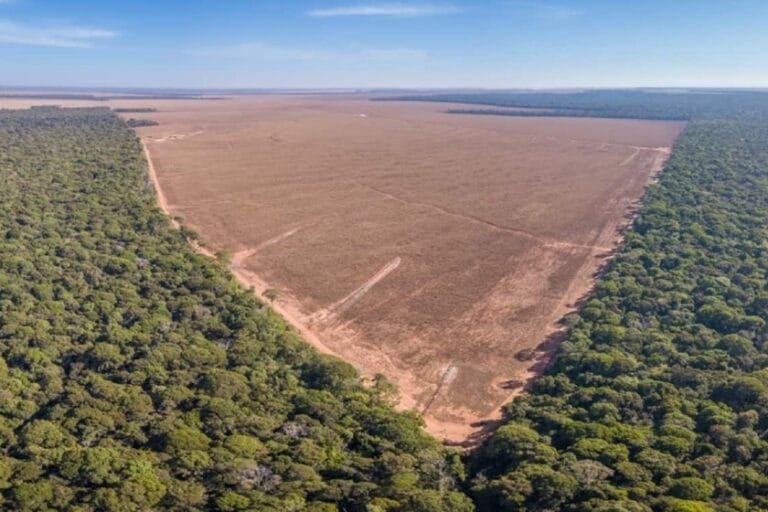 Incêndios foram piores que desmatamento na Amazônia