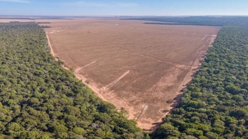 Incêndios foram piores que desmatamento na Amazônia Incêndios foram piores que desmatamento na Amazônia
