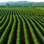 Supersafra não impede alta da cesta básica em 2025