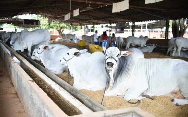 Agropecuária se destaca no crescimento do PIB, alcançando 1,4% de expansão.