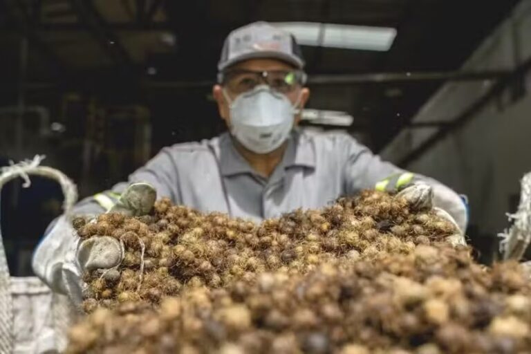 Solar Coca-Colar: Transforma Açaí em Energia Limpa no Norte do Brasil