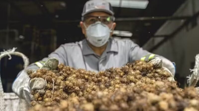 Solar Coca-Cola: Transforma Açaí em Energia Limpa no Norte do Brasil