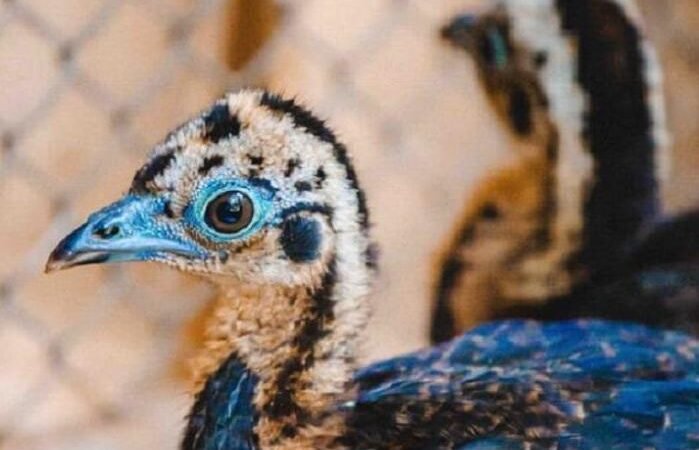 Alerta: Gripe Aviária no Zoológico de Brasília Alerta: Gripe Aviária no Zoológico de Brasília