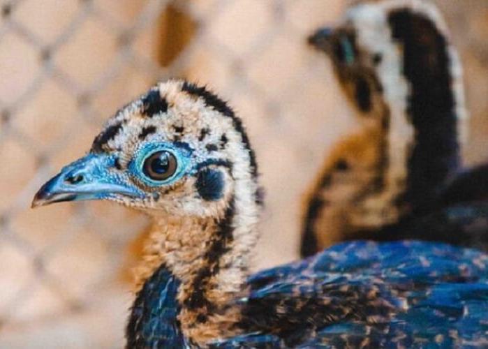 Alerta: Gripe Aviária no Zoológico de Brasília