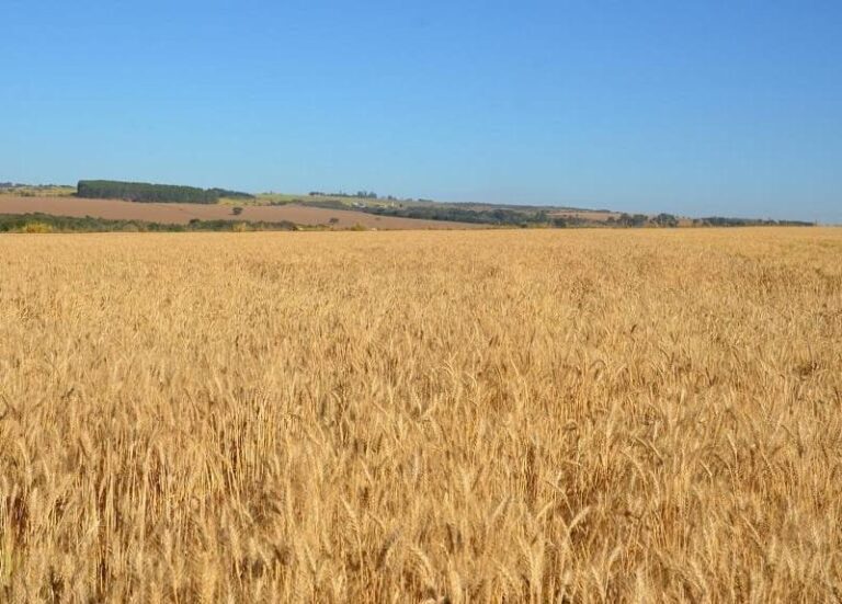 A Ciência e os Segredos do Cerrado
