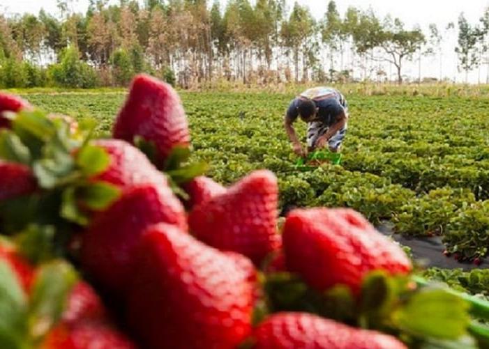 Safra de morango promete ser ainda mais abundante este ano