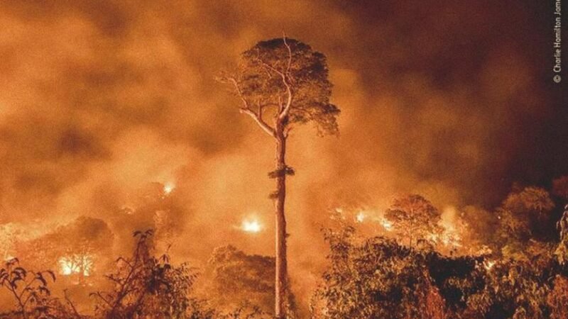 PL da Devastação: Um Alerta Urgente para a Economia e Sustentabilidade Brasileira PL da Devastação: Um Alerta Urgente para a Economia e Sustentabilidade Brasileira