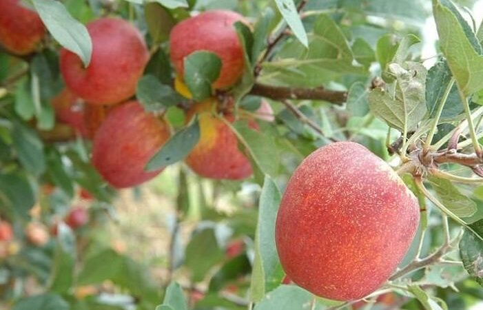 Agro marcando presença na COP30 como catalisador de mudanças