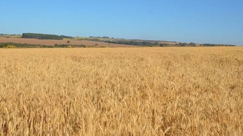 Aumento significativo na produção de cereais em julho
