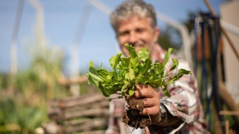 Governo dispõe R$ 1 bi e lança AgroAmigo no Norte e Centro-Oeste