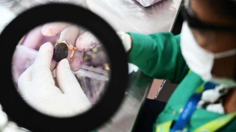 Com investimento de R$ 314 milhões, centro pioneiro em pesquisas de biocombustível de macaúba é inaugurado em Montes Claros