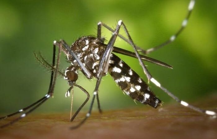 Guará: mosquitos com superpoderes