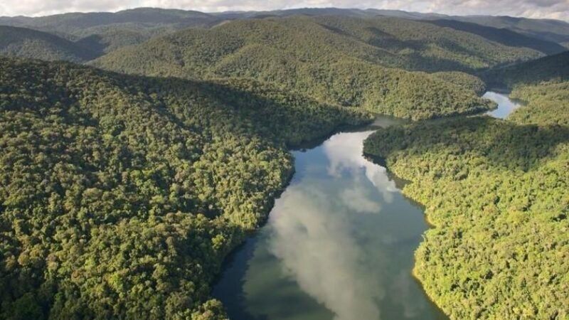 Motiva compra 27 mil créditos de carbono da Reservas Votorantim para fortalecer a conservação da Mata Atlântica