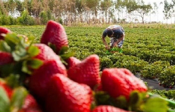 Na Festa do Morango a Caixa cultiva seu microcrédito Na Festa do Morango a Caixa cultiva seu microcrédito