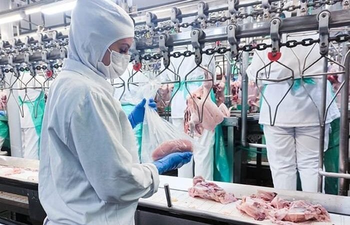Parana e o Segundo Maior Produtor de Frango do Mundo