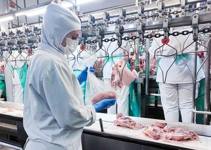 Voos mais altos para o frango exportado