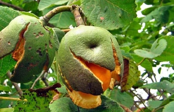 Cerrado Perde Quase 41 Milhoes de Hectares em Quatro Decadas Cerrado Perde Quase 41 Milhoes de Hectares em Quatro Decadas