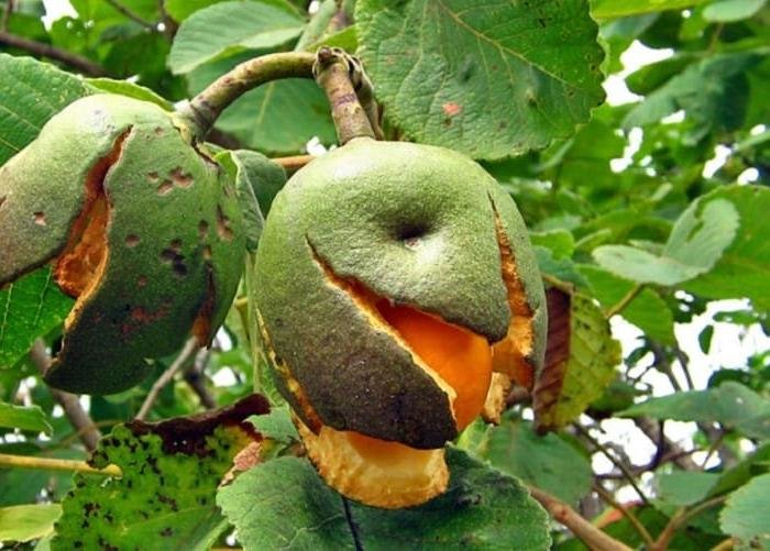 Cerrado Perde Quase 41 Milhoes de Hectares em Quatro Decadas