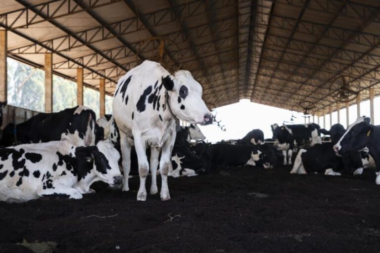 Danone avança na redução das emissões de CO2 e pretende levar iniciativa de agricultura regenerativa para a COP30