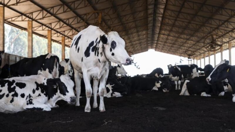 Danone avança na redução das emissões de CO2 e pretende levar iniciativa de agricultura regenerativa para a COP30 Danone avança na redução das emissões de CO2 e pretende levar iniciativa de agricultura regenerativa para a COP30
