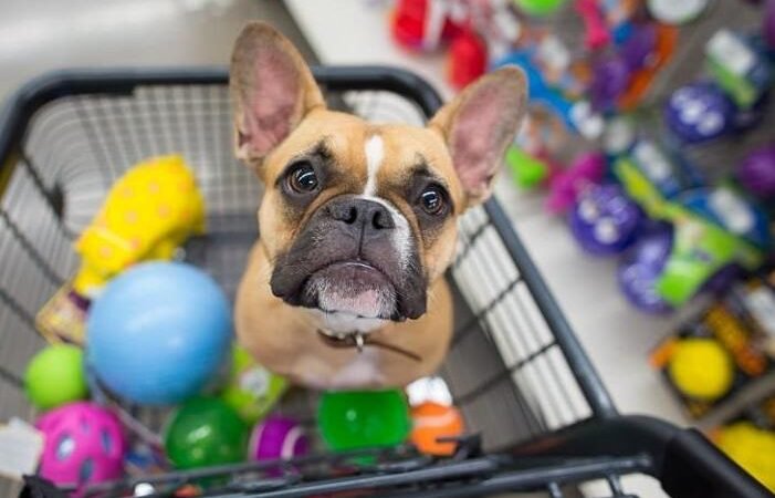 Desconto no IPTU para Quem Adota Animais de Estimação Desconto no IPTU para Quem Adota Animais de Estimação
