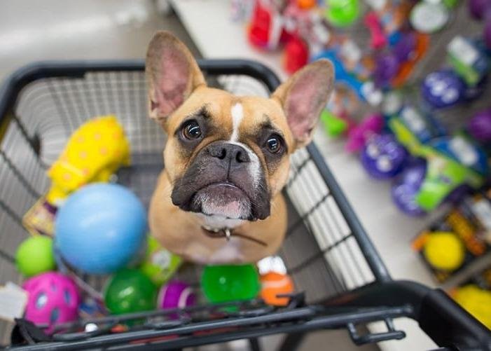 Desconto no IPTU para Quem Adota Animais de Estimação