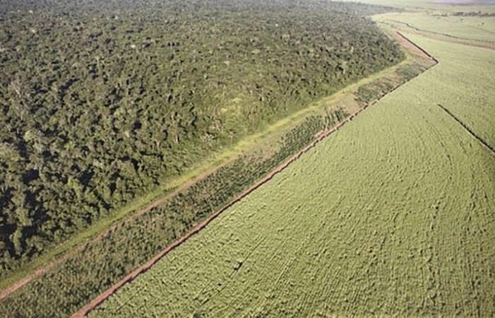 Desmatamento da Mata Atlantica Alcança Quase Dois Milhoes e Quatrocentos Mil Hectares