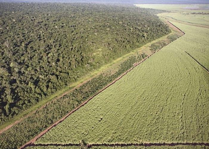 Desmatamento da Mata Atlantica Alcança Quase Dois Milhoes e Quatrocentos Mil Hectares Desmatamento da Mata Atlantica Alcança Quase Dois Milhoes e Quatrocentos Mil Hectares