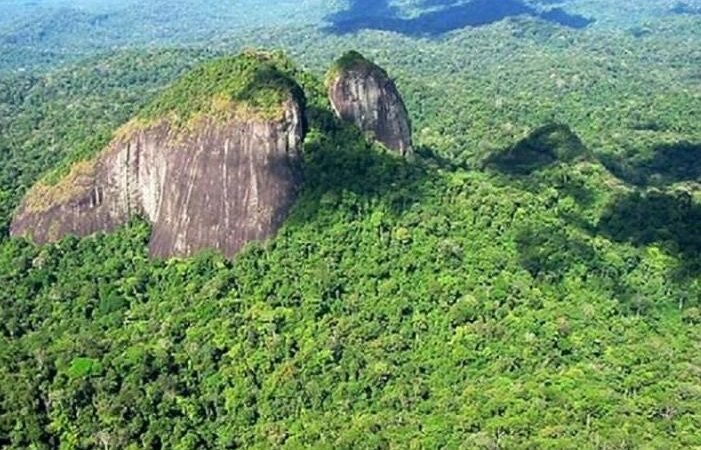 Edital Floresta Viva Terras Indigenas Esta Aberto