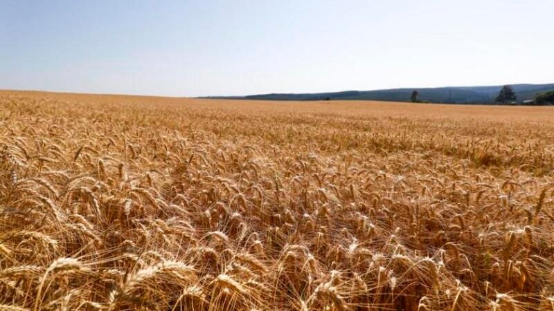 Kellanova participa de estudo pioneiro que mede emissões de gases de efeito estufa na produção de trigo brasileiro