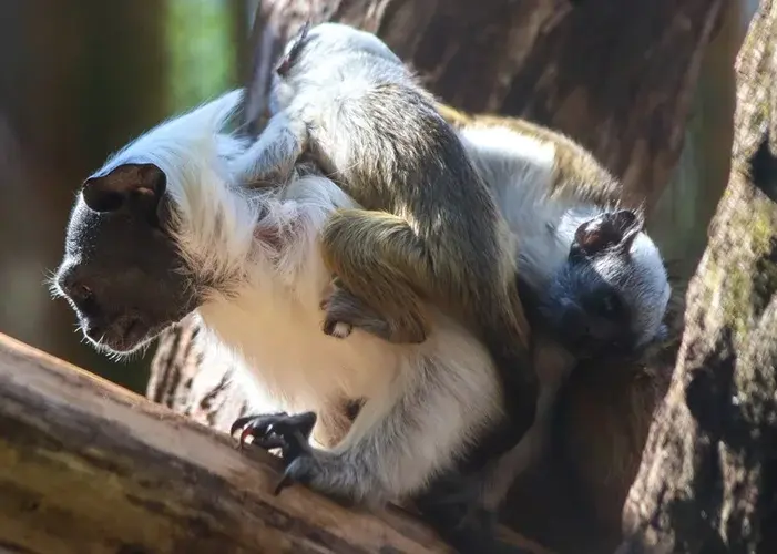 Nascimento de Filhotes de Macaco Raro no Zoo