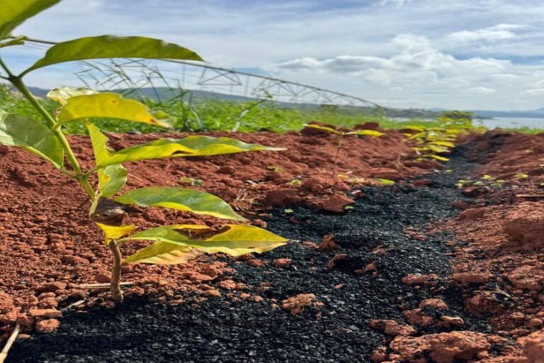 NetZero inaugura planta de biochar em Paraguaçu (MG) com investimento de cerca de R$ 25 milhões