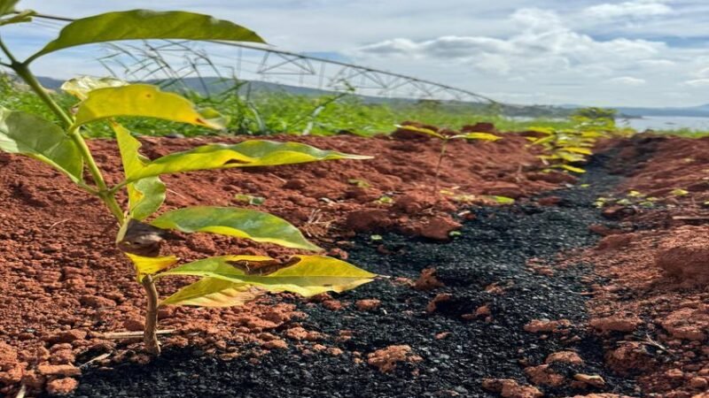 NetZero inaugura planta de biochar em Paraguaçu (MG) com investimento de cerca de R$ 25 milhões