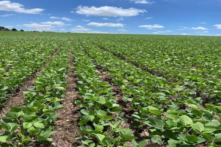 Safra 2025/26: sinergia de tecnologias acelera agricultura regenerativa e fortalece competitividade no campo