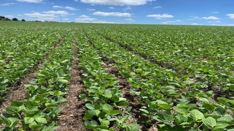 Safra 2025/26: sinergia de tecnologias acelera agricultura regenerativa e fortalece competitividade no campo Safra 2025/26: sinergia de tecnologias acelera agricultura regenerativa e fortalece competitividade no campo