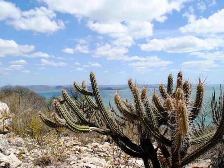Caatinga ameaçada por usinas solares Caatinga ameaçada por usinas solares