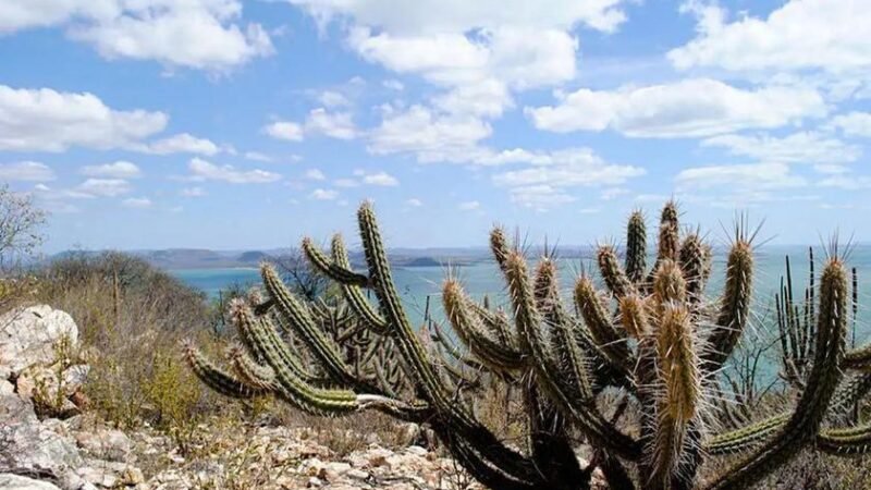 Caatinga ameaçada por usinas solares