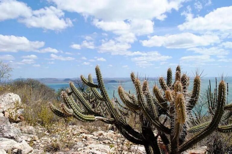 Expansão solar compromete biodiversidade da Caatinga