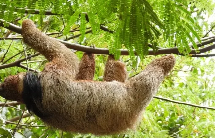 Financiamento de 250 Milhoes de Reais Aprovado para Protecao de Florestas