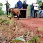 Lobo Guara Encontrado Ha Dois Meses E Libertado Na Natureza
