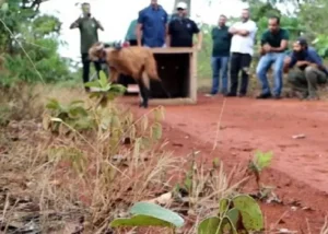 Lobo Guara Encontrado Ha Dois Meses E Libertado Na Natureza