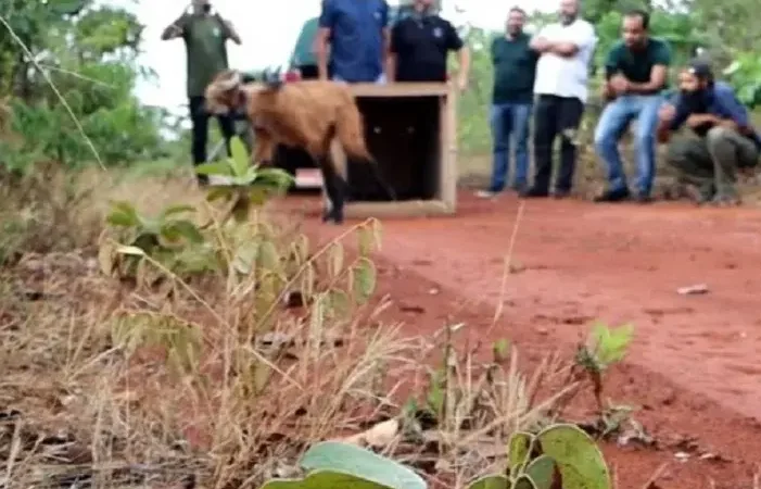Lobo Guara Encontrado Ha Dois Meses E Libertado Na Natureza
