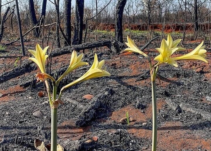 Seguro como Arquiteto da Confiança Climatica Seguro como Arquiteto da Confiança Climatica